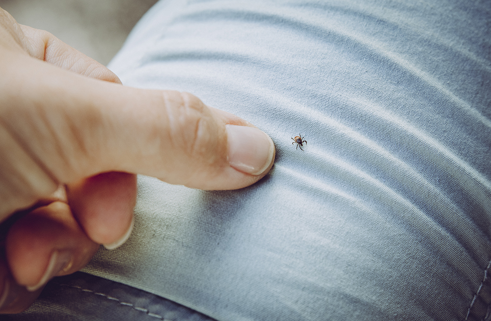 What to do if you are bitten by a tick Flourish