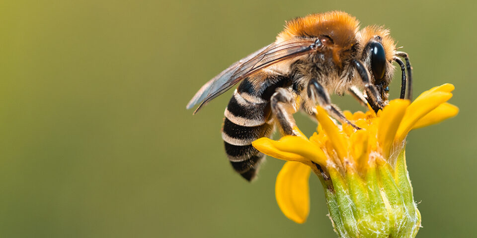 What to do about a bee sting